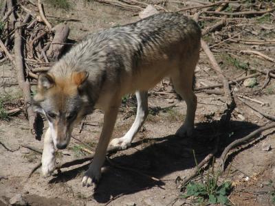 GrayWolf
