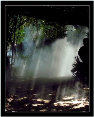 rainforest_DSC_1799_W.jpg