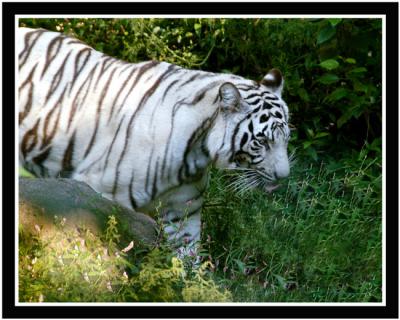 white-tiger_DSC_1712_W.jpg