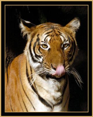 bengal_head_DSC_1780_w.jpg