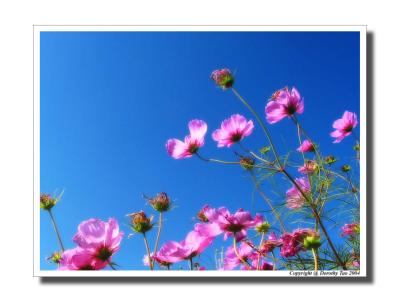 Wind Flowers