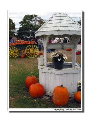 Pumpkin Farm