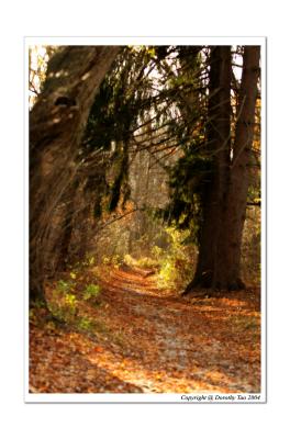 Road to Hobbiton