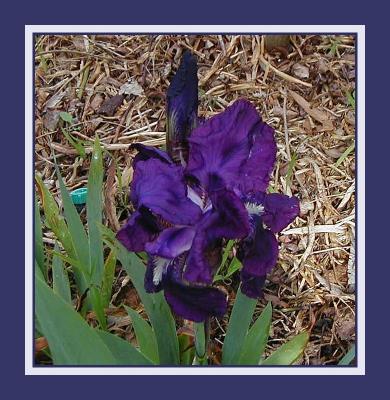 u33/yvonneii/medium/21256114.Darkblueiris2.jpg
