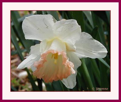 Pink daffodil