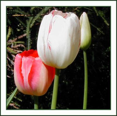 Three tulips.