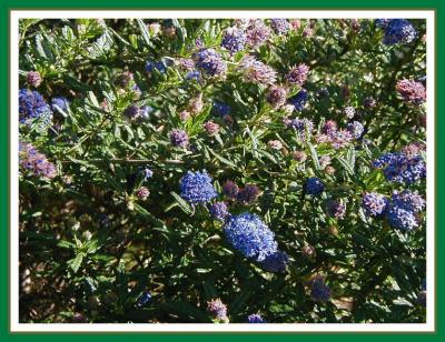 Ceanothus Blue Pacific