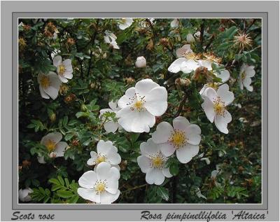 Rosa pimpinellifolia Altaica