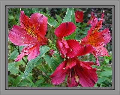 Alstroemeria - red