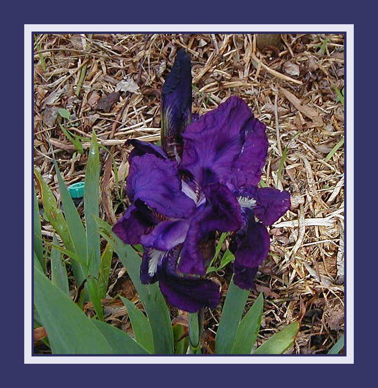 Dark blue iris