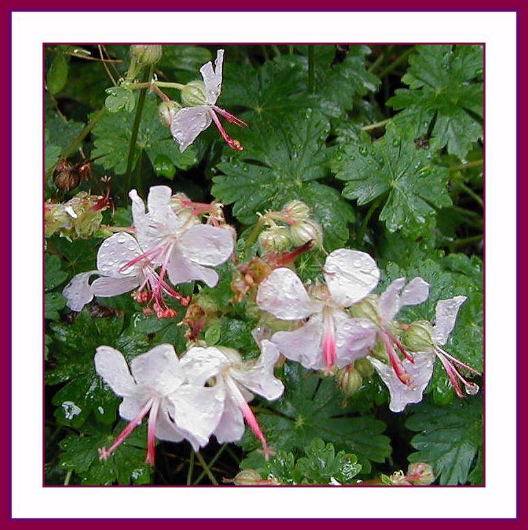 Geranium Biokova  Romantic