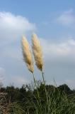 DSC_8169 copy.jpg