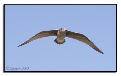 9-22-03 Seagull (Laguna Beach, CA)