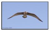9-22-03 Seagull (Laguna Beach, CA)