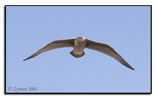 9-22-03 Seagull (Laguna Beach, CA)