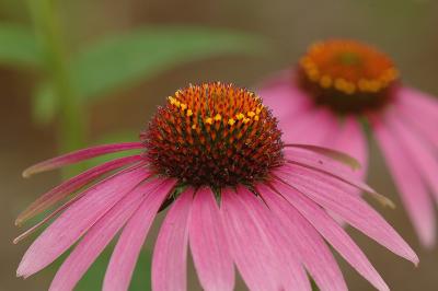 Purple Coneflowers