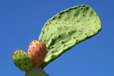 Wing of a cactus (Santorini)