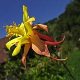 aquilegia (Akelei in German)