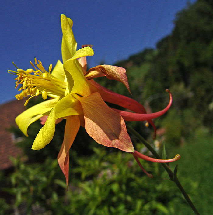 aquilegia (Akelei in German)