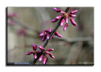 Cercis canadensis March 29