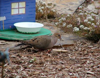 Dove near feeder s.jpg