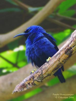 Purple Honeycreeper