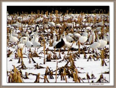 Fields of Snow....Geese