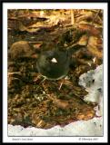 Last Junco