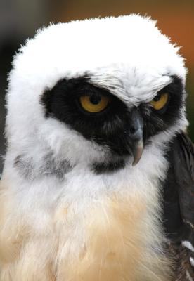 Spectacled Owl Baby