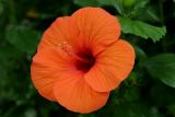 Hibiscus Flower