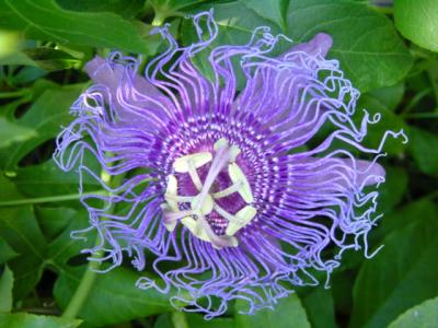 Very cool Flower