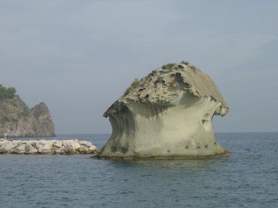 Il Fungi Mushroom