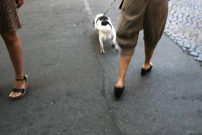 u34/adalberto_tiburzi/medium/31195716.Pulldog.jpg