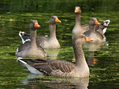 gaggle