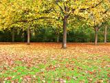 autumn