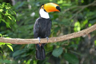 Toucan (Iguacu Falls bird park)