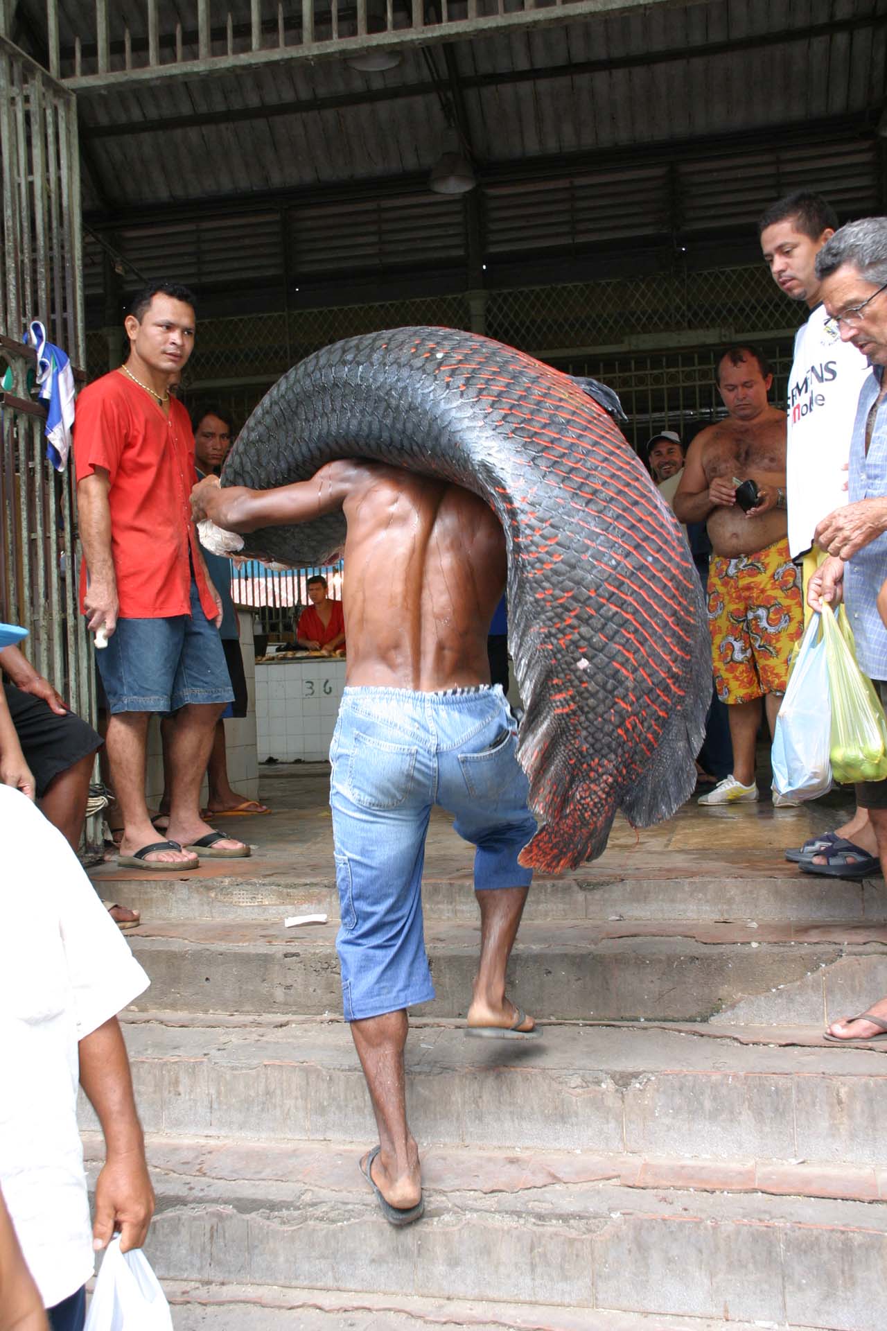 Man-approx. 125 lbs. // Pirarucu fish-approx. 250 lbs.