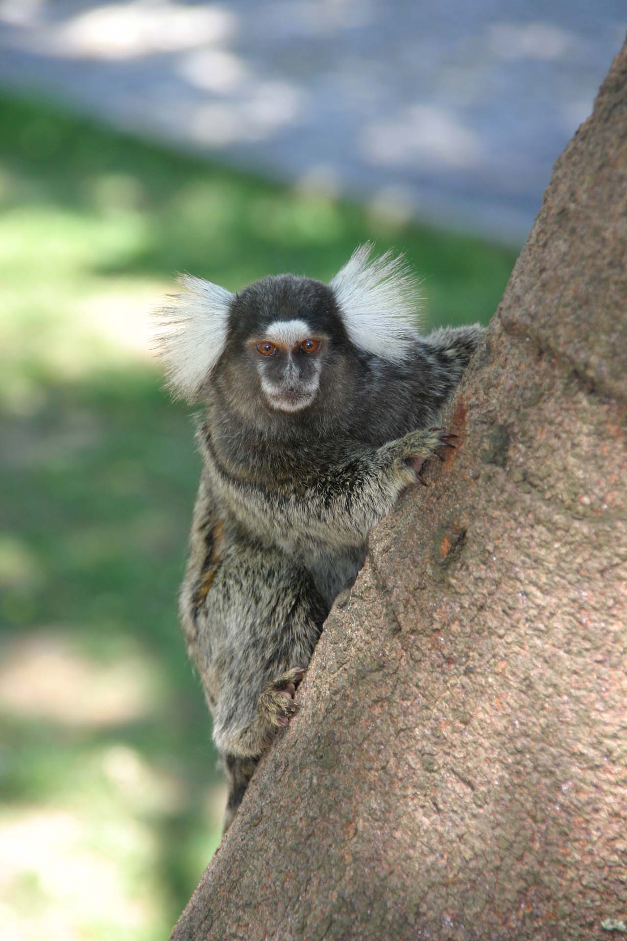 Cute monkey ( Common Marmoset ) in Rio