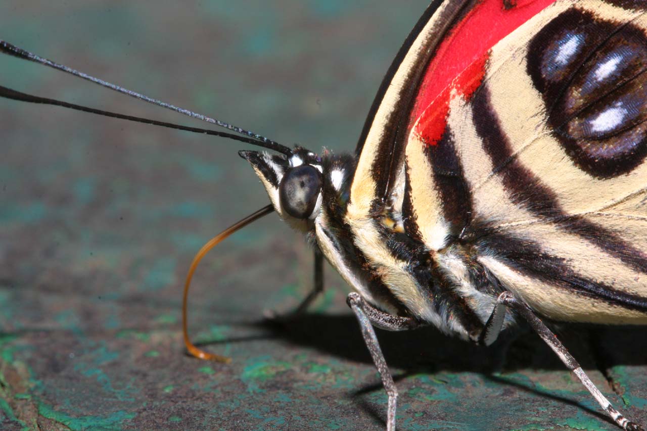 Butterfly at Iguacu Falls