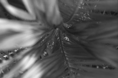 Palm (Black and White)
