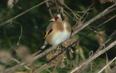 Goldfinch - Stillits - Carduelis carduelis