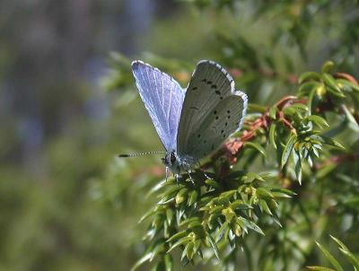 Holly Blue - Skovblfugl - Celastrina argiolus