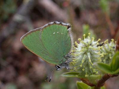 Green  Hairstreak - Grn Busksommerfugl - Callophrys rubi