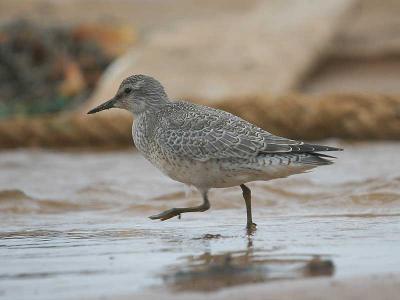 Red Knot - Islandsk Ryle - Calidris canutus