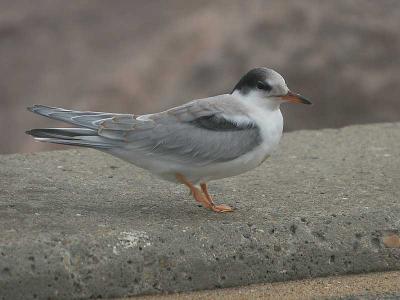 Common Tern juv - Fjordterne - Sterna hirundo