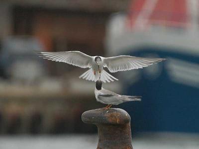 Common Tern - Fjordterne - Sterna hirondu