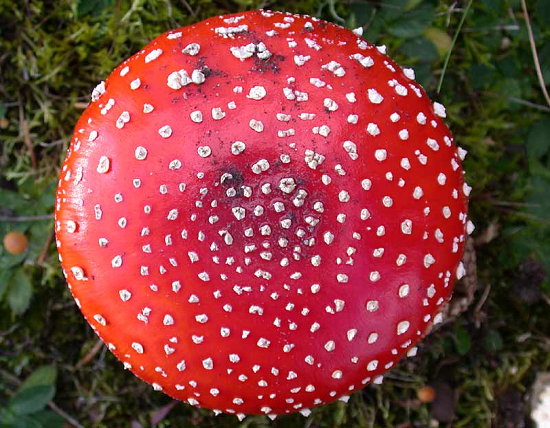 Amanita muscaria Rd-Fluesvamp