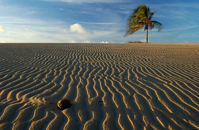 The bigining of a new life -  Dunas de Paripueiras, Beberibe-CE