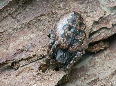 Walnut Orb Weaver Spider (Nuctenea umbratica)