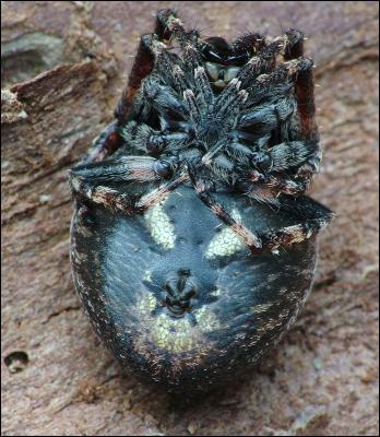 Walnut Orb Weaver Spider (Nuctenea umbratica)